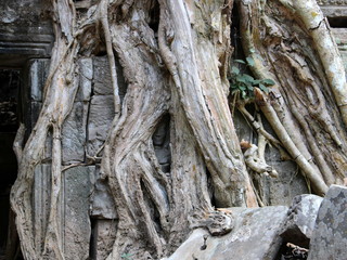 Face of Apsara dancer among the roots of a tree in Ta Prohm temple in Angkor, Cambodia