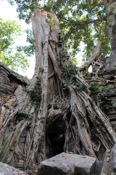  Aerial tree roots on Ta Prohm temple ruins in Angkor, Cambodia