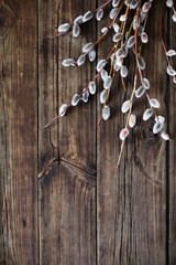 Obraz premium branches of flowering willow on wooden background