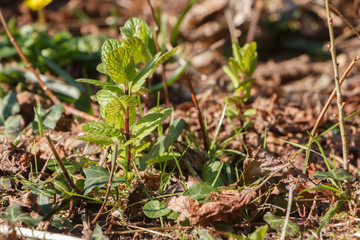 Little mint plants in a vegetable garden during spring