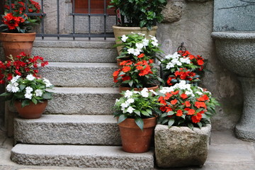 Flowers of  impatiens create, Italy