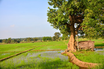 Fototapeta premium bewässertes Reisfeld mit Baum