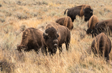 herd of Yellowstone Bison 
