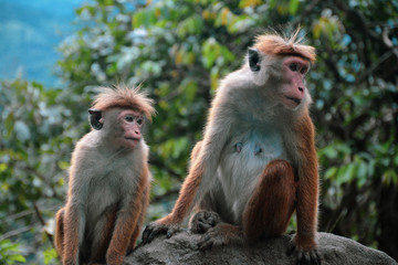 Affenmutter und Affenkind in freier Natur