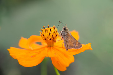 Moth on a flower