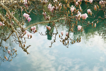Branch of Magnolia on the shore of the pond on the background of the reflection of the sky and clouds on the water surface - 253619090