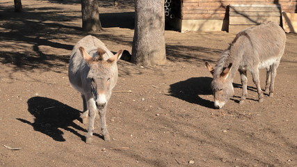 Asino nella fattoria, Donkey in the farm	