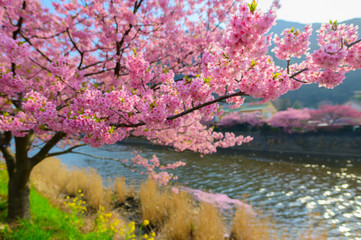 Beautiful Japan Sakura tree - 253619603