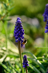 Bee on flowers in spring