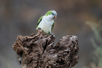 Parakeet,in jungle environment, La Pampa, Patagonia, Argentina