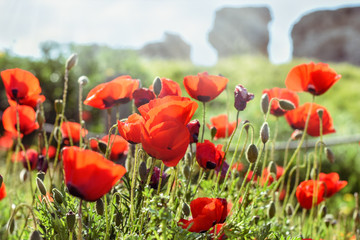 Fototapeta premium Red meadow of flowersred poppies meadow with green grass