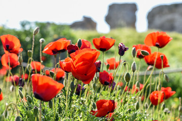 Beautiful field of red poppies in the sunset light. Russia, Crimea