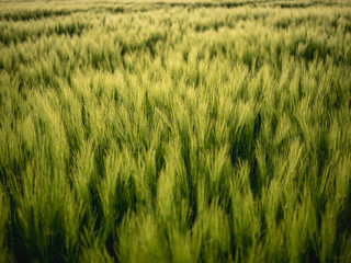 wheat field