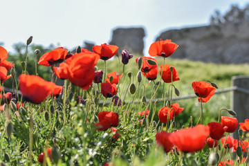 Red meadow of flowersred poppies meadow with green grass