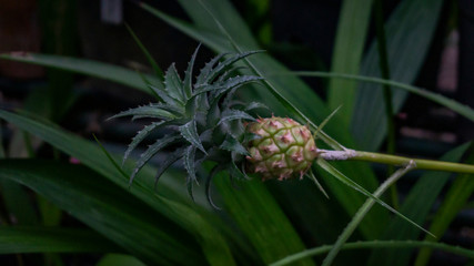 young pineapple