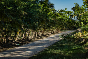 road in the forest in Cuba