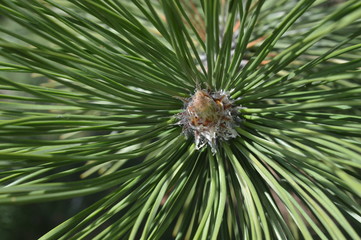 Pine Closeup