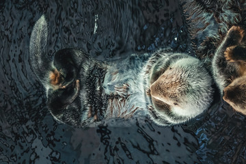 Two sea Otter floating