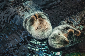 Two sea Otter floating