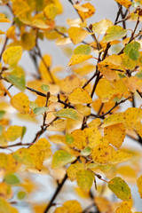 Birke (Betula) oder Polarbirke im Herbst, Island