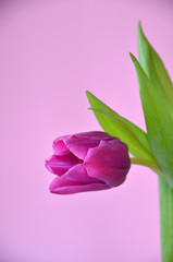 spring flowers banner - bunch of pink and violet tulip flowers on pink background