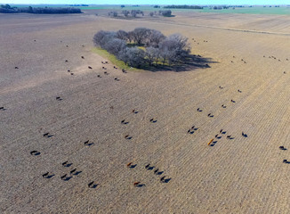 Steers fed with natural grass, Pampas, Argentina