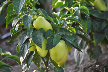 Cultivation of sweet pepper with drip irrigation