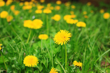 Flowering dandelions smell good.