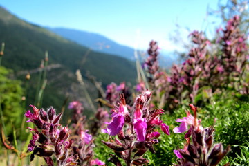 flowers in the field