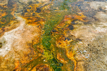 Obraz na płótnie Canvas Yellowstone National Park Geothermal Bacterial Nature's Painting