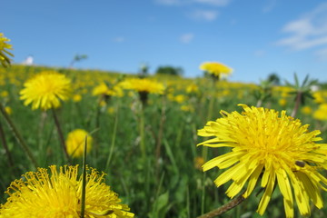 yellow dandelions on the meadow