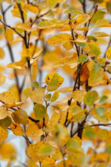 Birke (Betula) oder Polarbirke im Herbst, Island