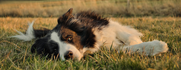 Border Collie dog lying in the grass while looking right into the camera