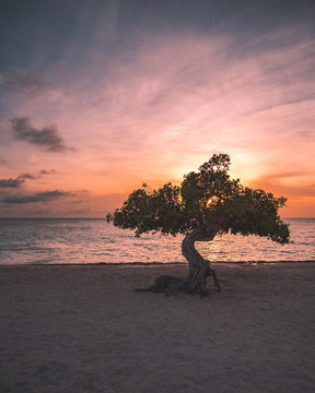 silhouette of a tree at sunset