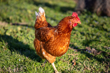 Gallina rossa che razzola in un prato, primo piano