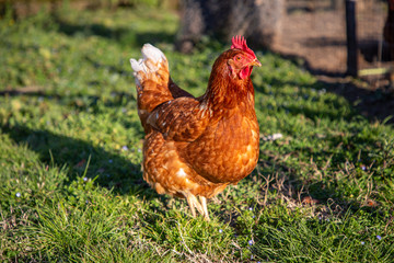 Gallina rossa che razzola in un prato, primo piano