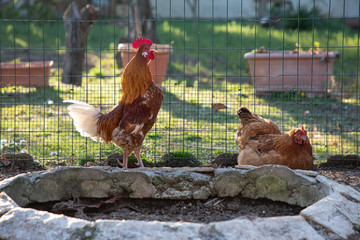 Gallo che canta e gallina accovacciata in un pollaio