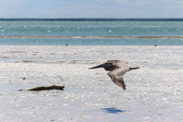 Pelican flying over the water