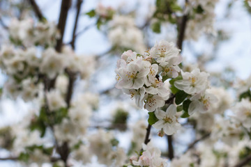 spring natural flowering of trees in warm sunny weather fresh spring flowers on trees apricot cherries apple trees 
