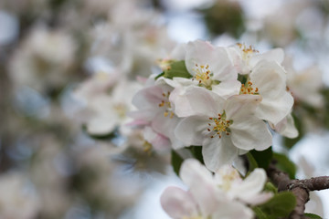spring natural flowering of trees in warm sunny weather fresh spring flowers on trees apricot cherries apple trees 