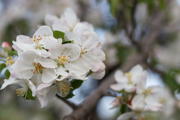 spring natural flowering of trees in warm sunny weather fresh spring flowers on trees apricot cherries apple trees 
