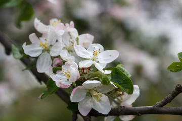 Fototapeta na wymiar spring natural flowering of trees in warm sunny weather fresh spring flowers on trees apricot cherries apple trees 