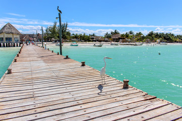 Obraz premium White Heron/Garza standing in a Caribbean Pier
