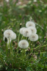 Löwenzahn - Blüte / 