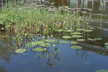 Seerosen / Wasserpflanzen im Teich