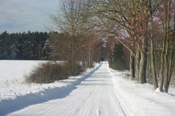road in winter forest