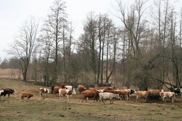 herd of cows grazing in field