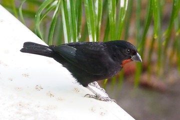 Sporophile rouge gorge or lesser Antillean Bullfinch