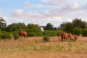 Obraz premium View of several African elephants in the savannah on safari in Kenya - Africa