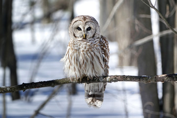 Barred Owl